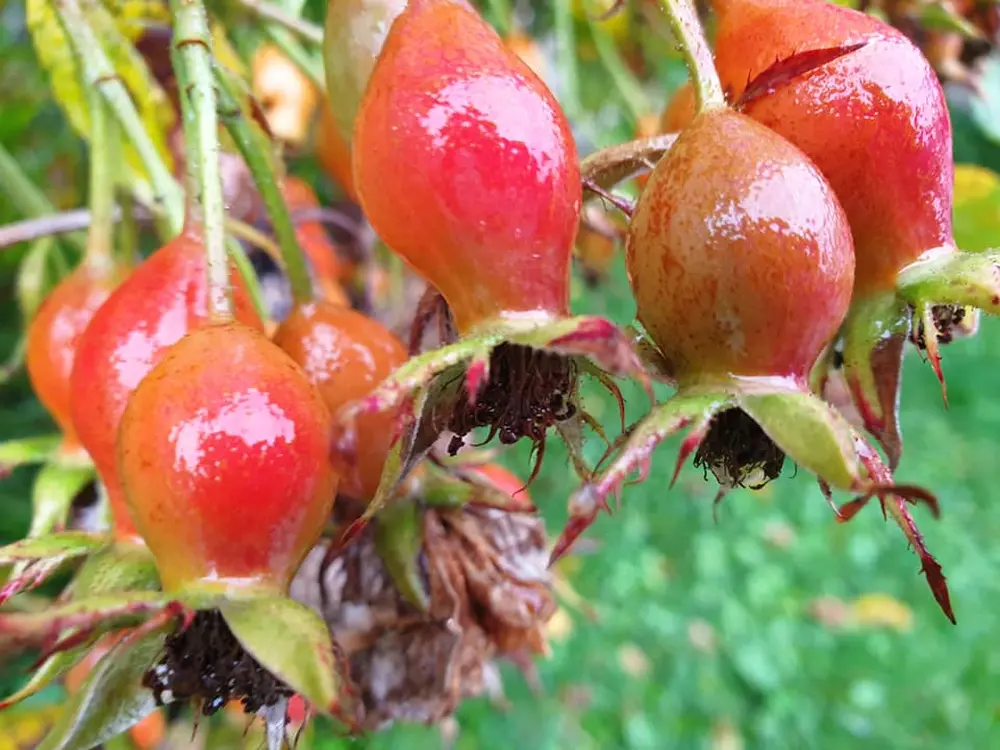 Studio Khiron (garden buds)
